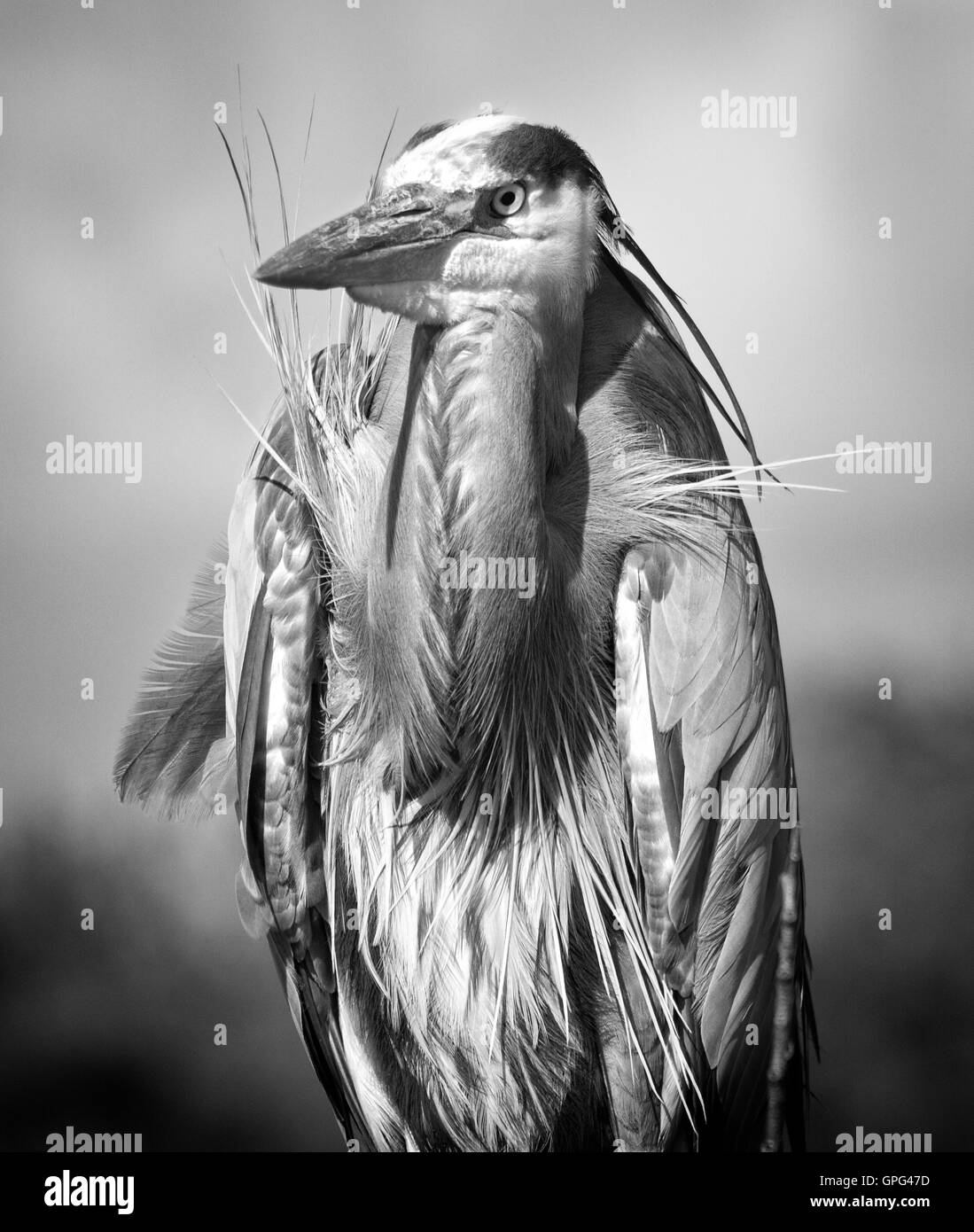 A Great Blue Heron channels the spirit of a great Seminole Indian Chief