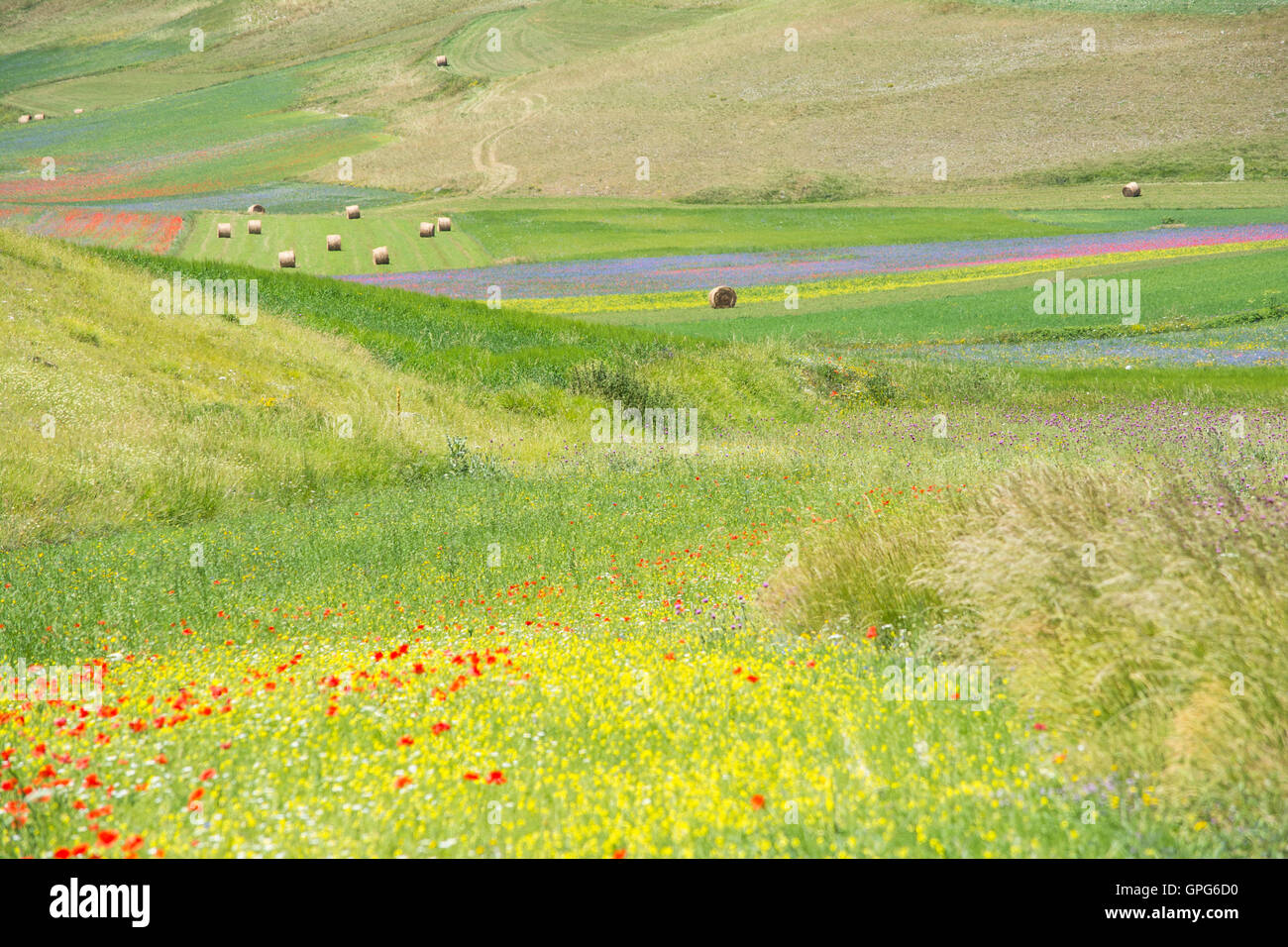 Multicolored flower meadows on the plateau of Castelluccio during a summer day. Stock Photo