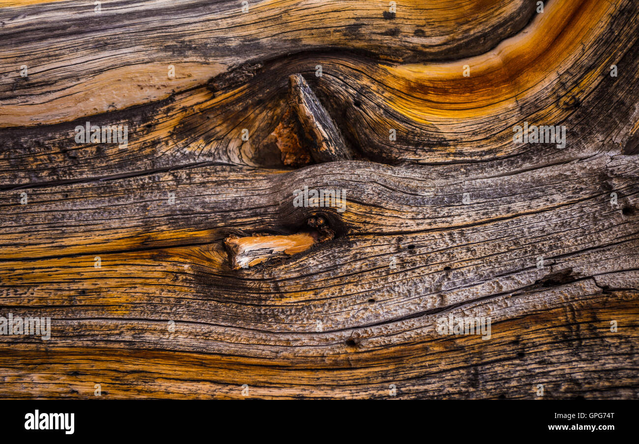 Bristlecone Pine Wood rings close-up background pattern Oldest Trees on Earth Stock Photo