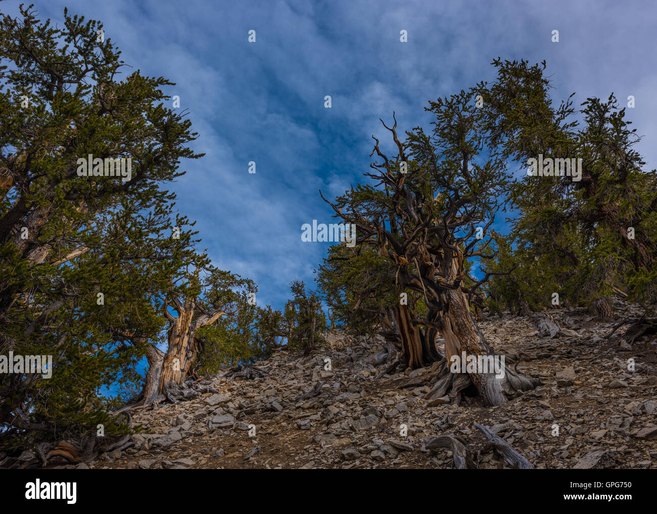 Bristle Cone Pine Inyo National Forest White Mountains Stock Photo