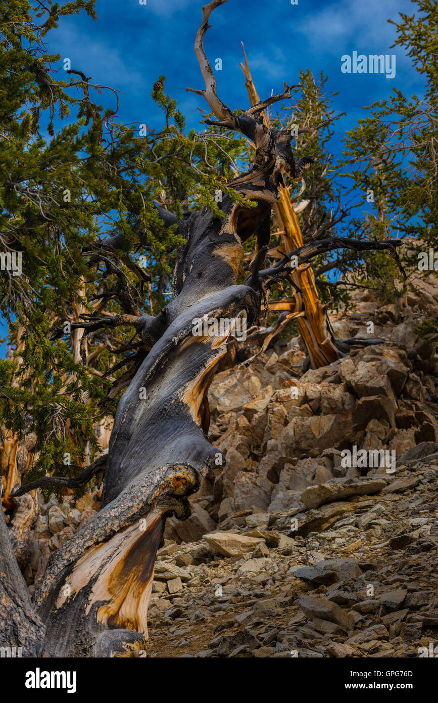 Bristle Cone Pine Inyo National Forest White Mountains Stock Photo