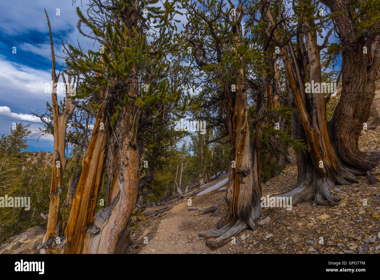 Methuselah Trail Loop Bristle cone Pine Forest California Stock Photo