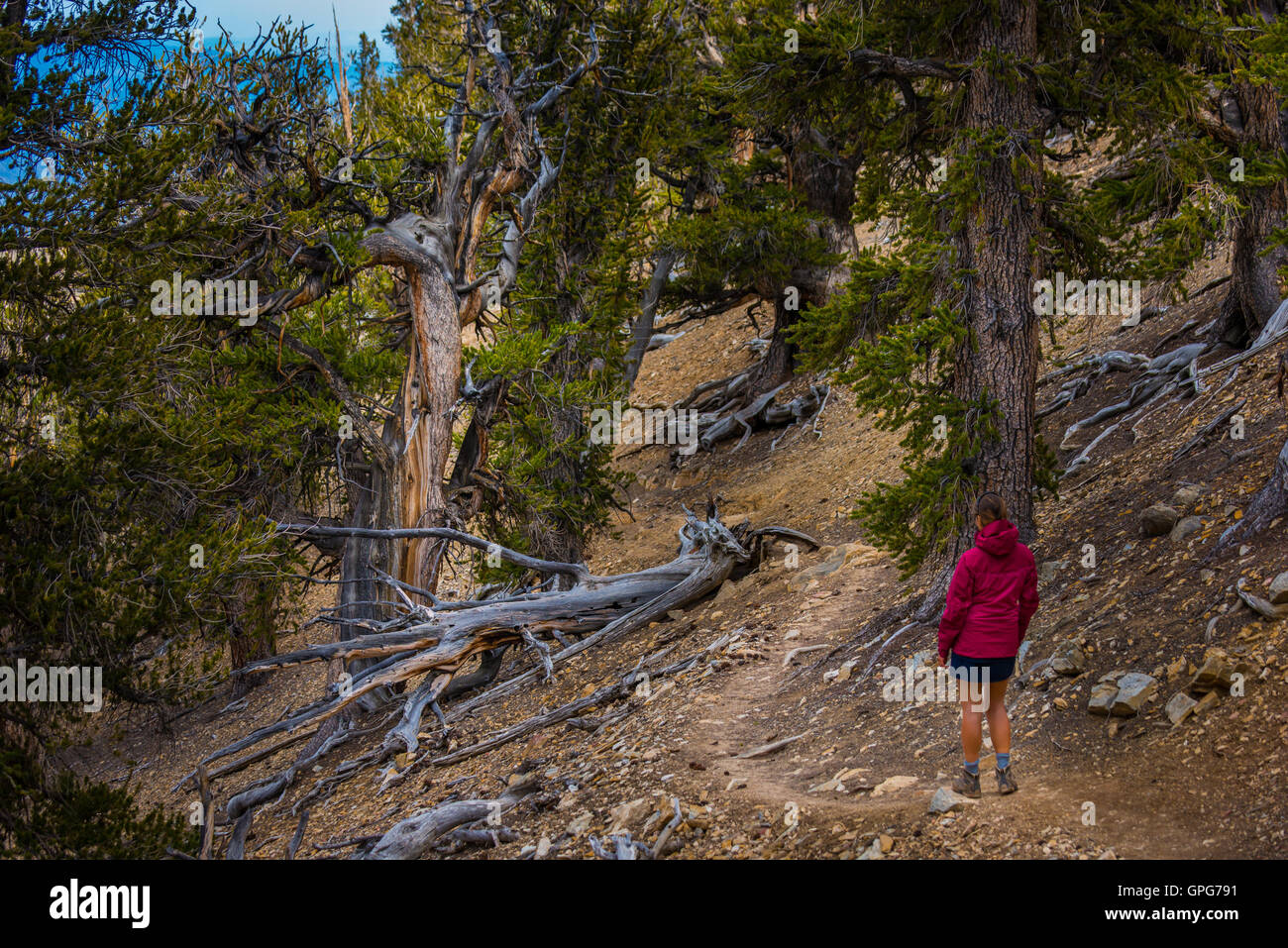 Hiker Tourist on Methuselah Trail Bristlecone Pine forest State Park California Stock Photo