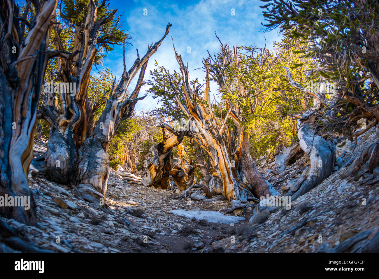 Bristlecone Pine Inyo National Forest White Mountains Stock Photo