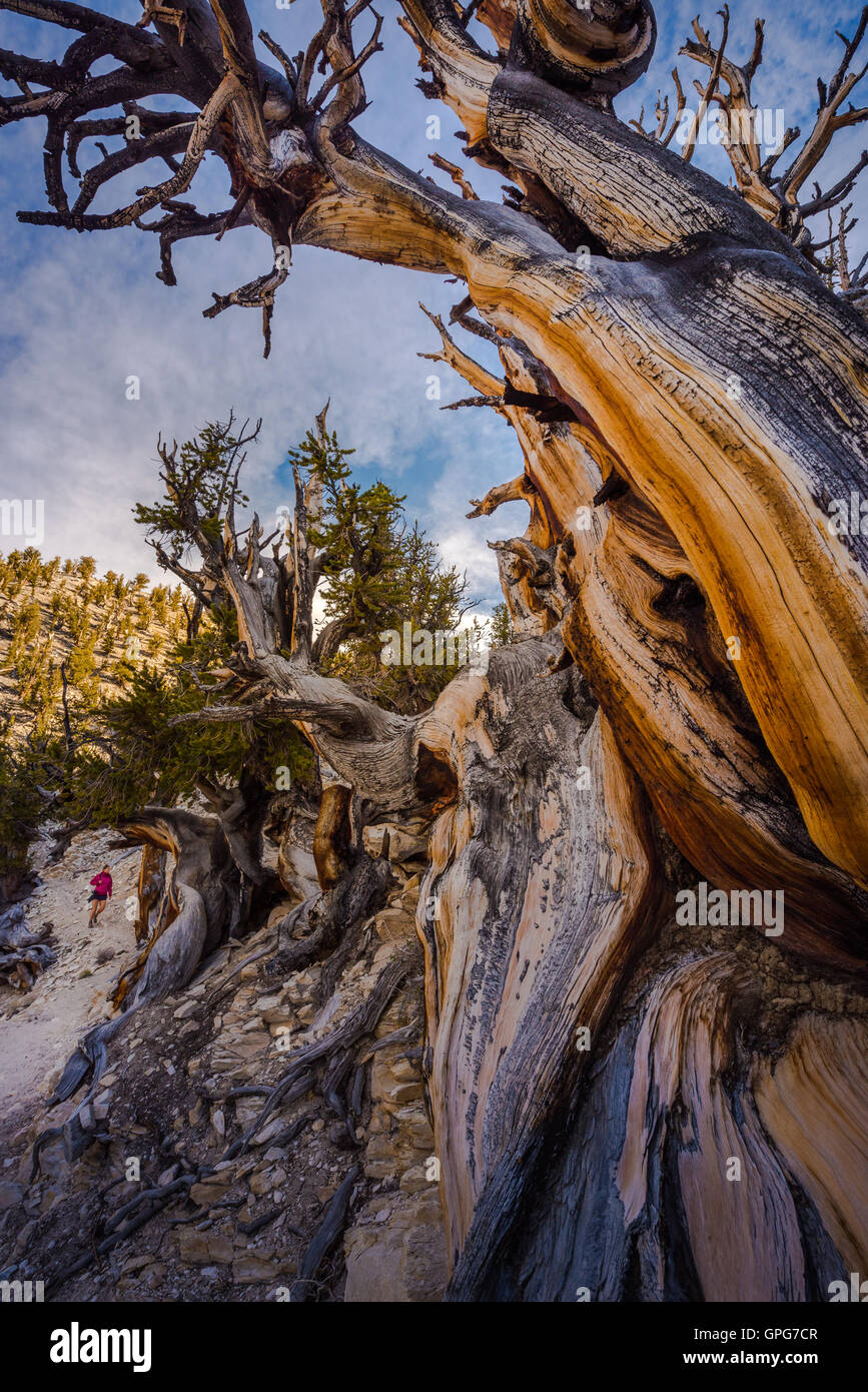 Bristlecone Pine Inyo National Forest White Mountains Stock Photo