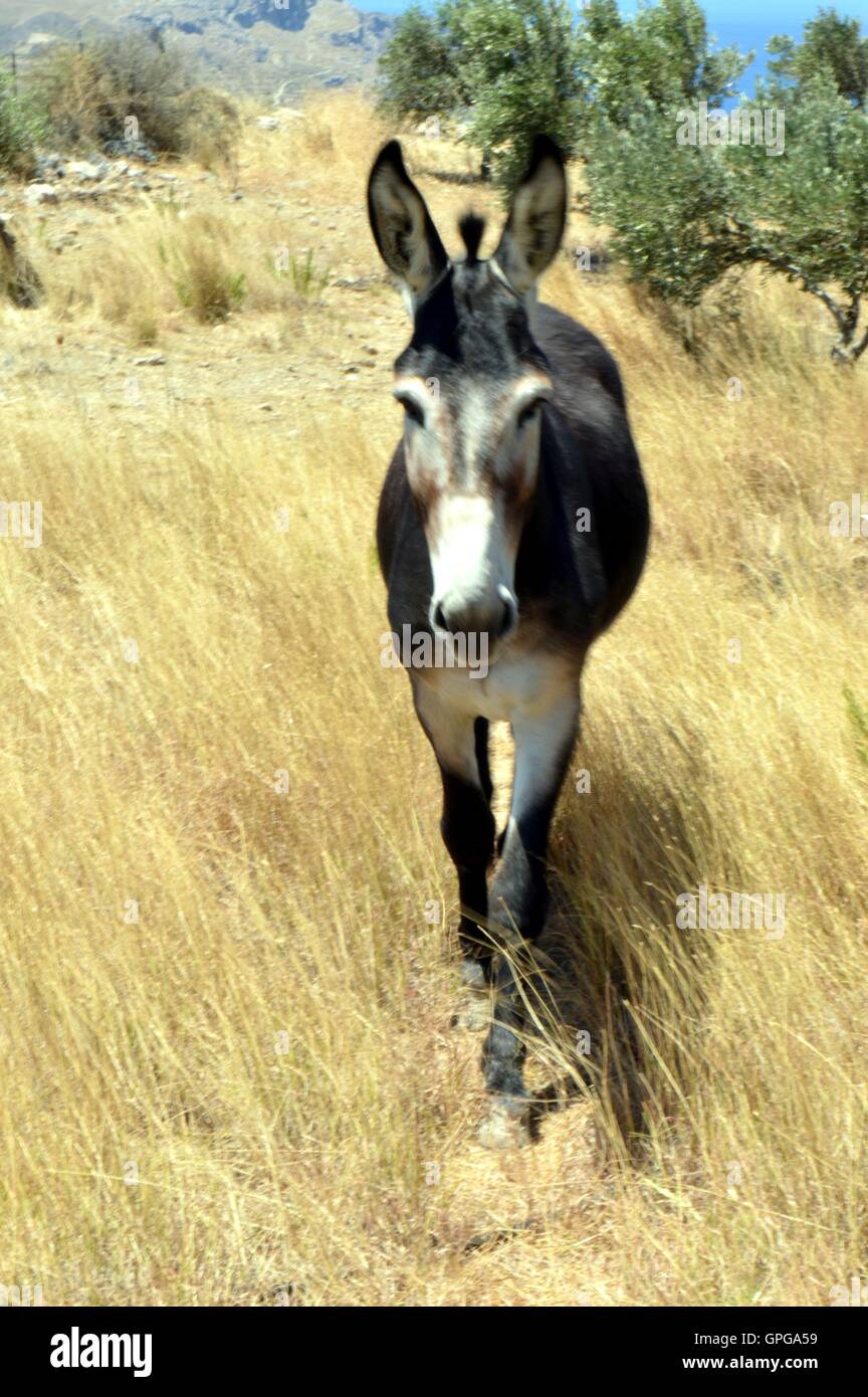 Lively donkey in a meadow with the yellowed grass Stock Photo - Alamy