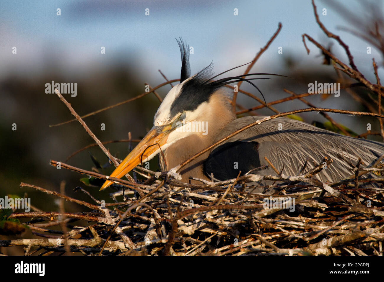 Heron blue eggs hires stock photography and images Alamy