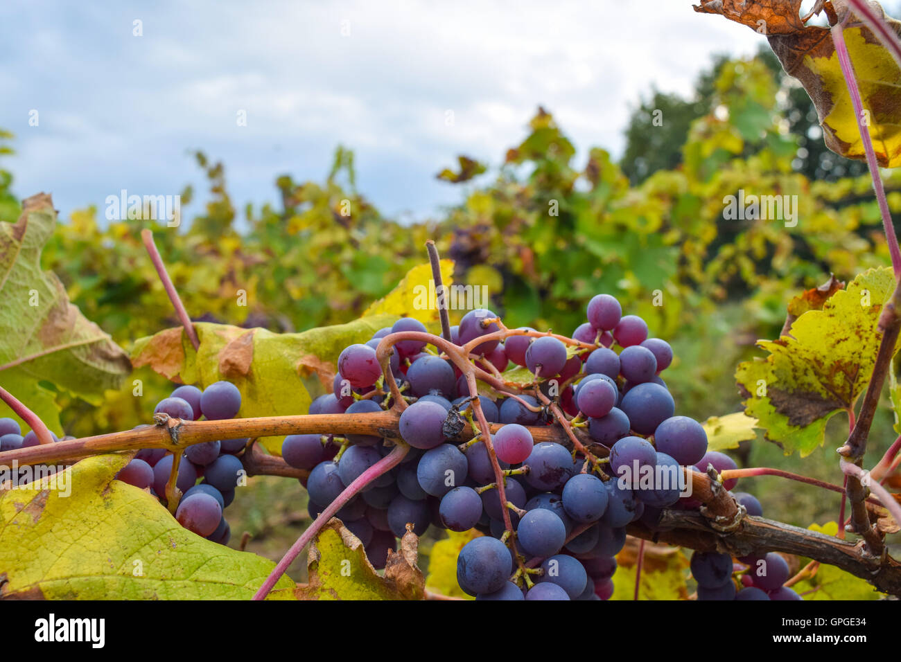 Wineyard and grape Stock Photo