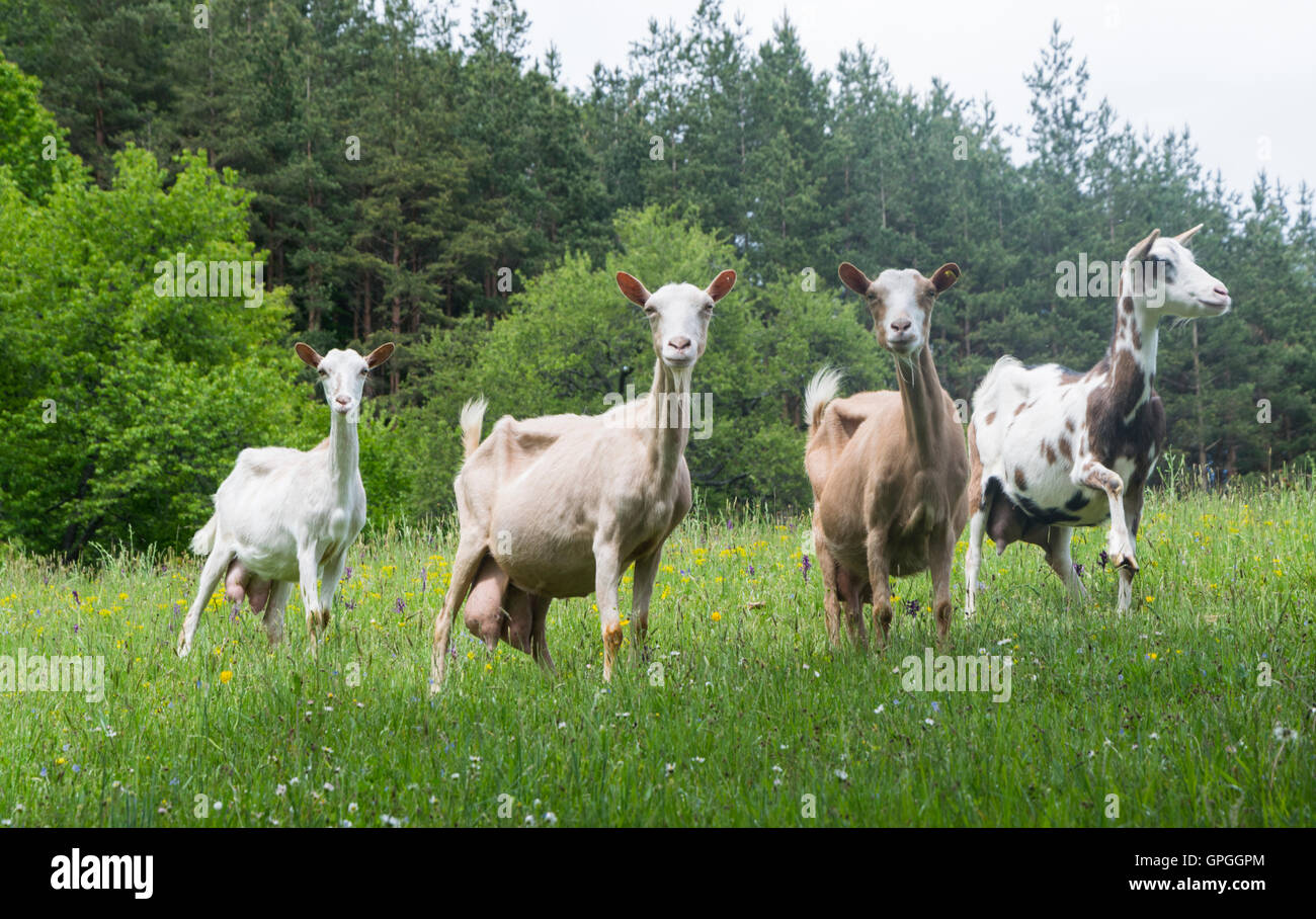 Goats in nature Stock Photo - Alamy