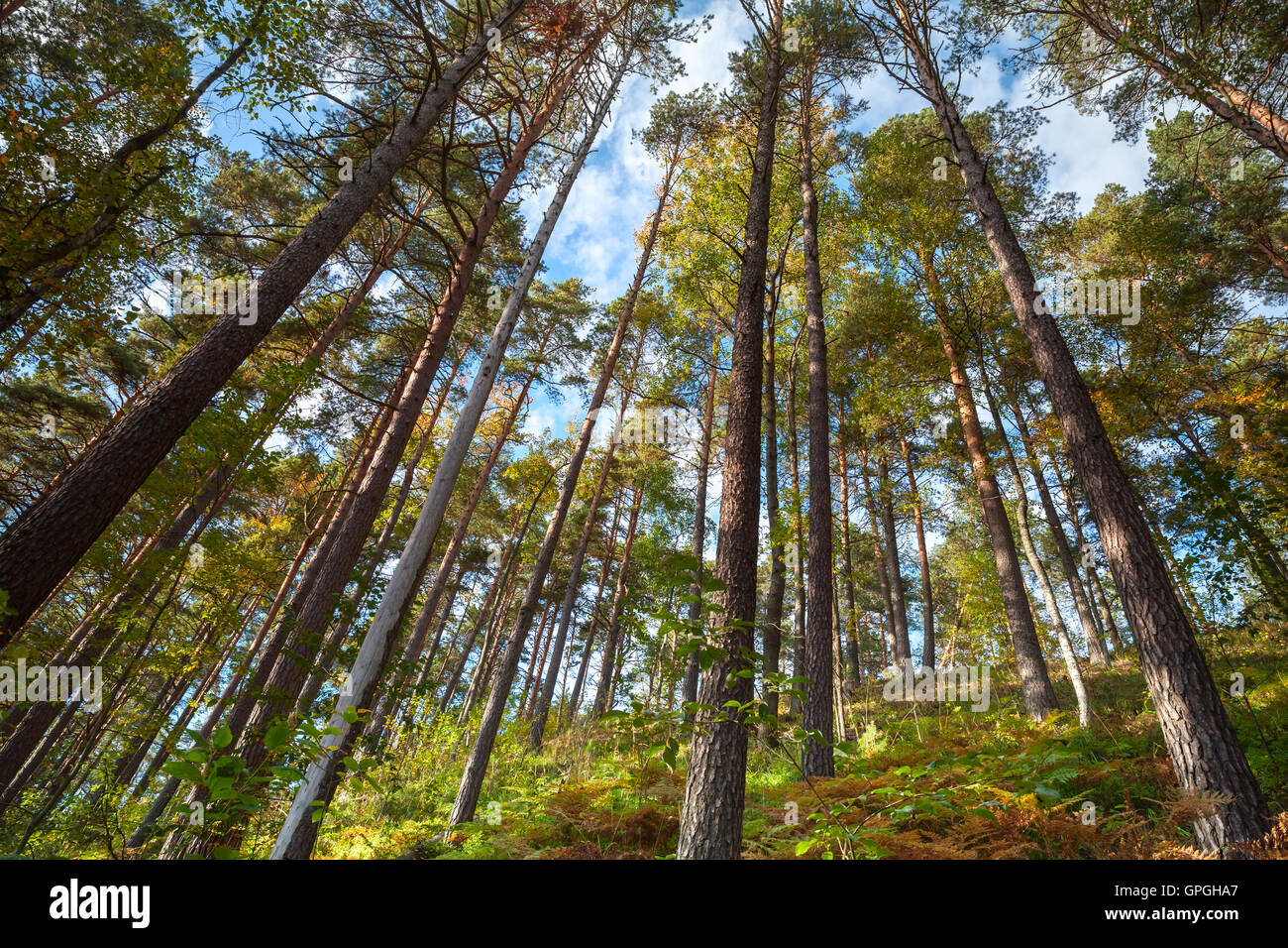 Summer dry coniferous forest landscape, wild tall pine trees above blue sky Stock Photo