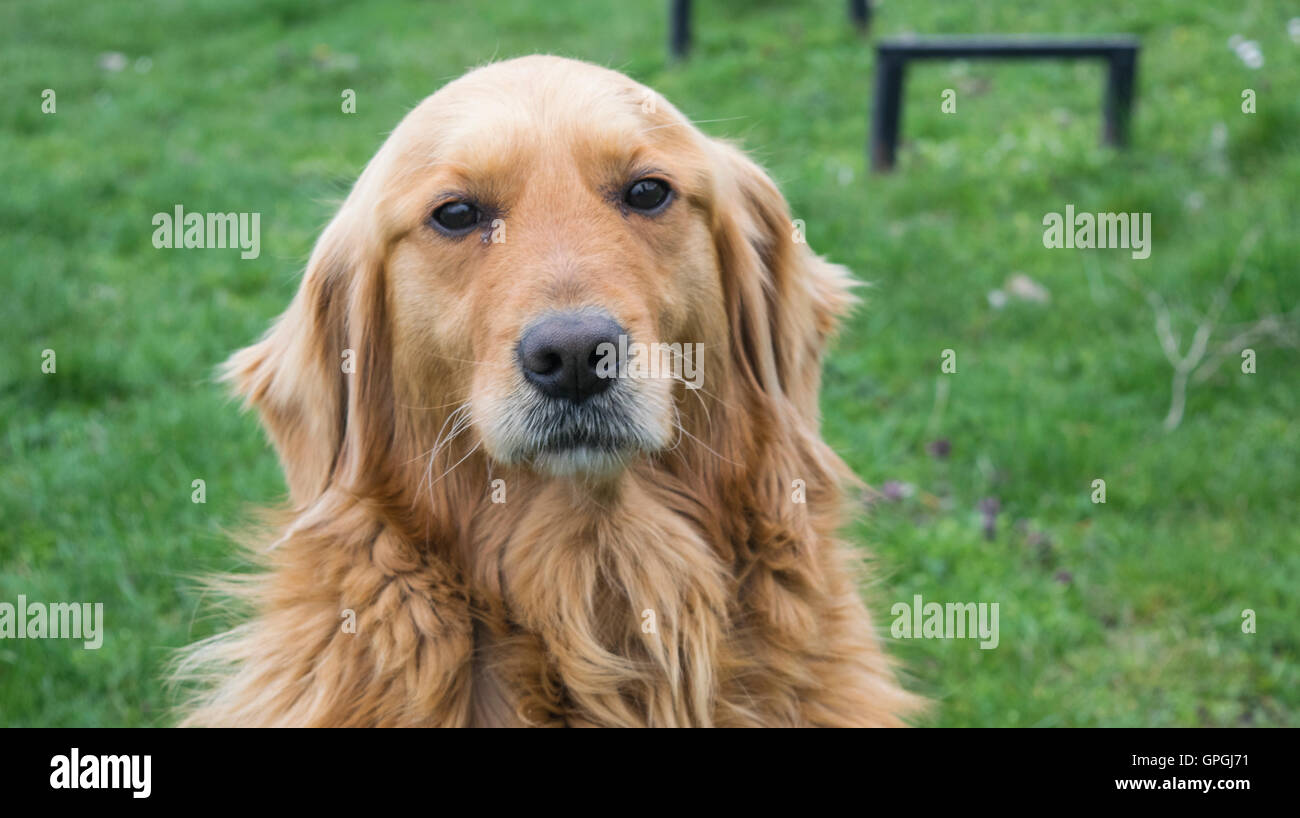 can golden retrievers live outdoors