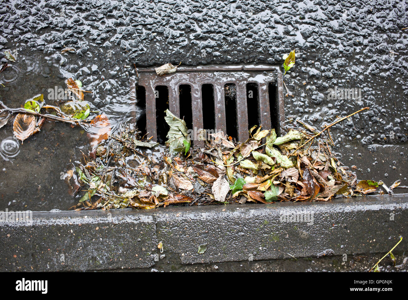 Drains blocked by leaves and mud and not cleaned out Stock Photo Alamy