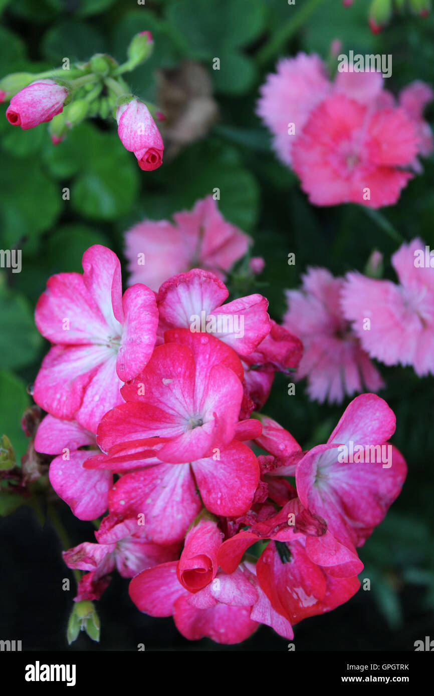 Bright pink geranium and dianthus flowers Stock Photo