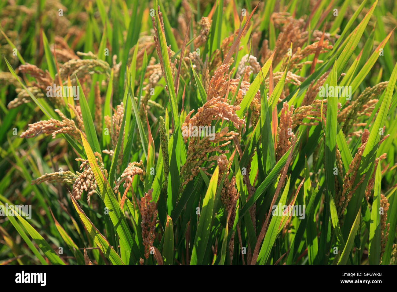 Close up of semiaquatic rice growing in a paddy field showing seed
