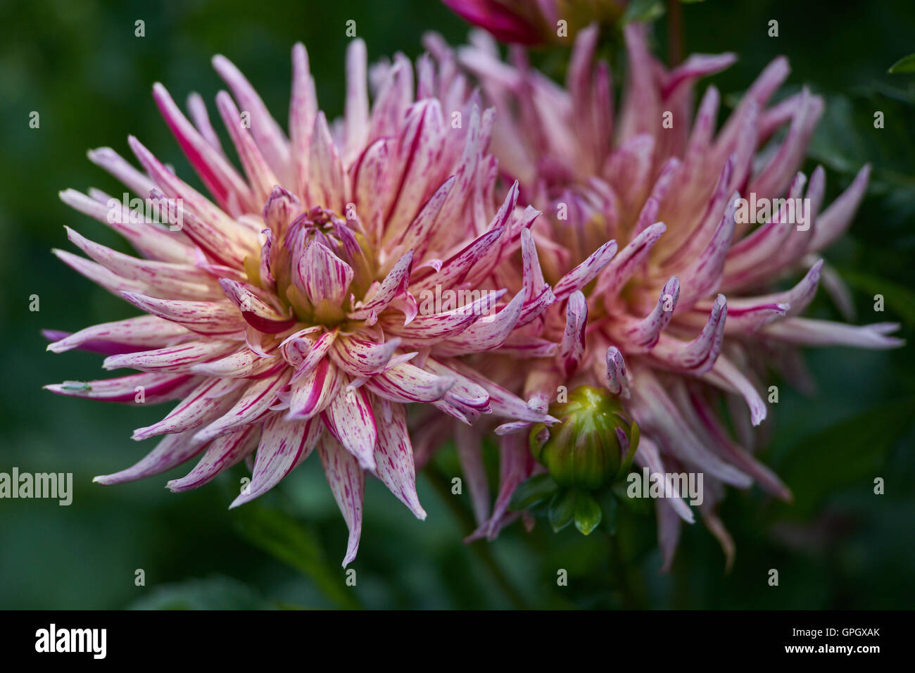 Two pink dahlias with red stripes close up Stock Photo