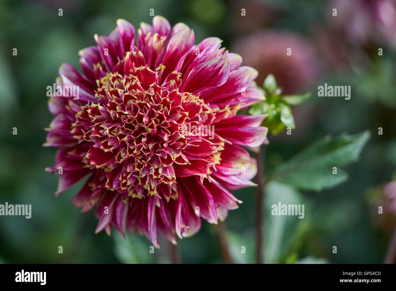 Red and white dahlia hires stock photography and images Alamy