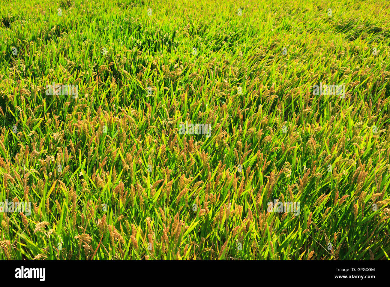 Money in vintage container with paddy rice and jasmine raw rice on the  background. Money and agriculture concept. Stock Photo