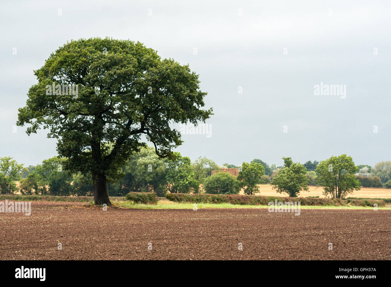 Tree in ploughed field hi-res stock photography and images - Alamy