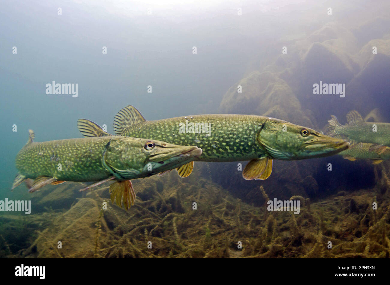 Pike fish uk hi-res stock photography and images - Alamy