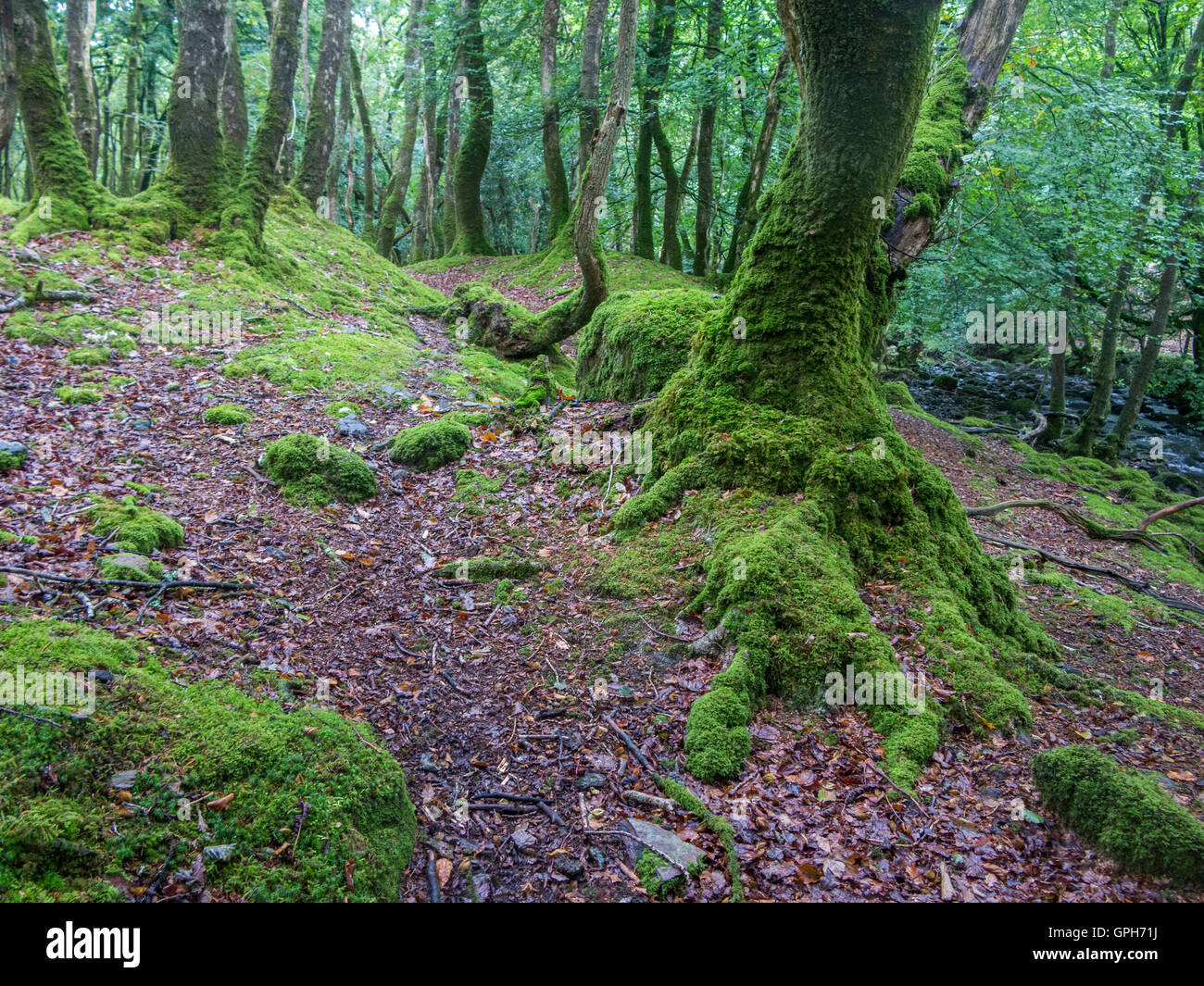 Moss covered rocks and tree roots on a forest floor in Dartmoor, Devon Stock Photo