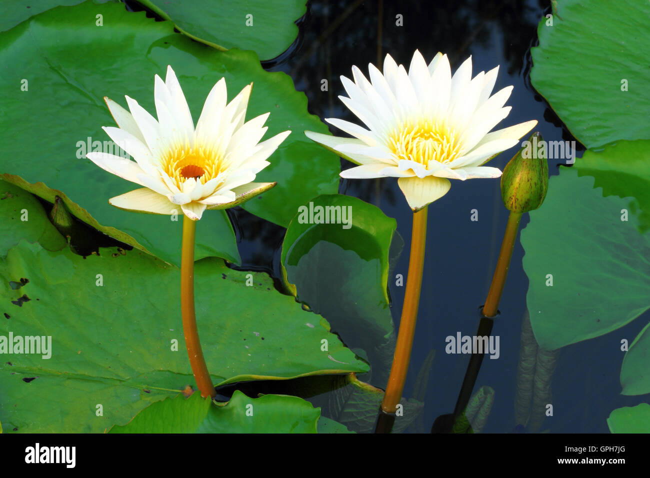 Two Lotus two white lotus flower Stock Photo - Alamy