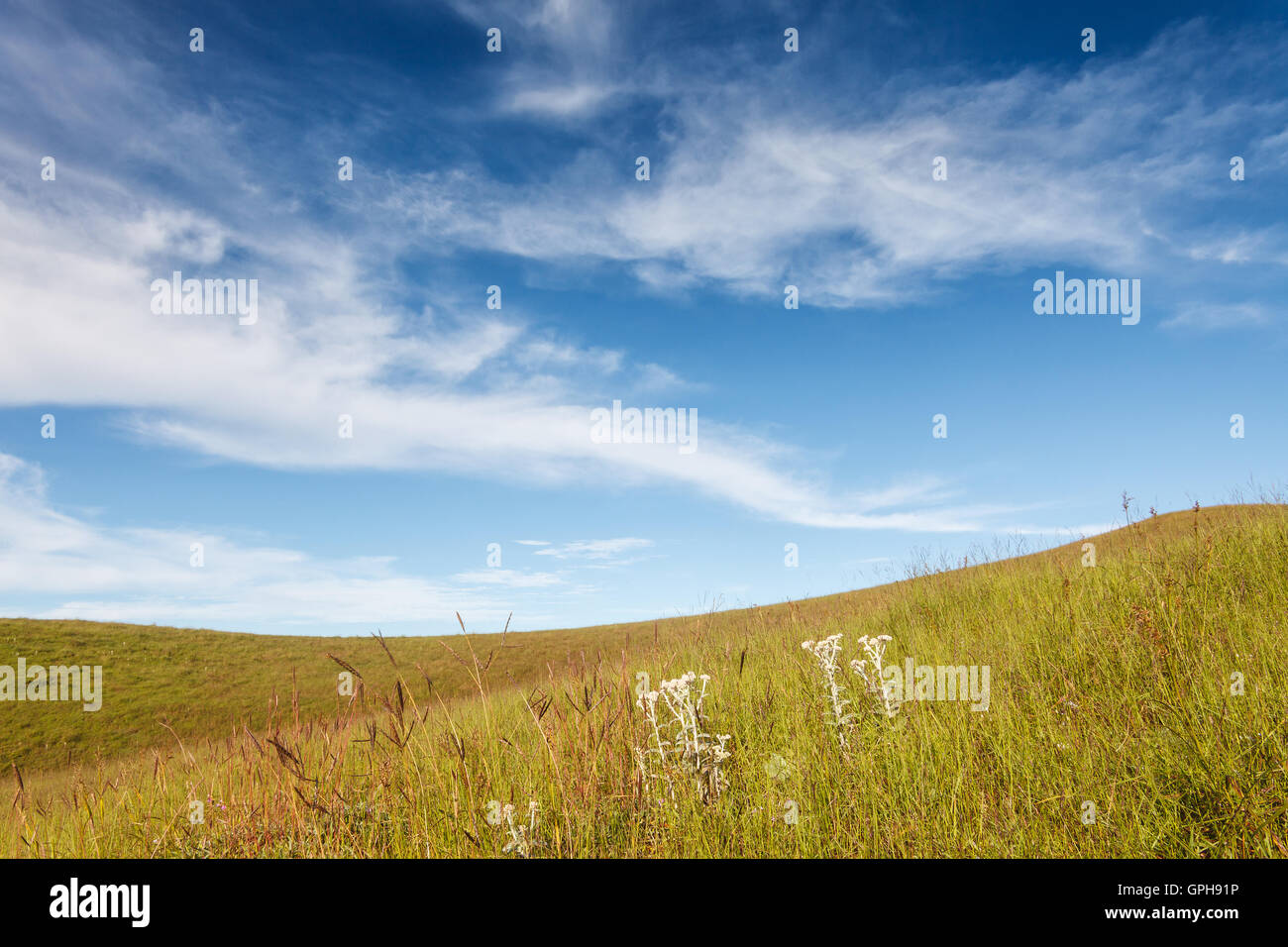 Grass field under blue cloudy sky Stock Photo - Alamy