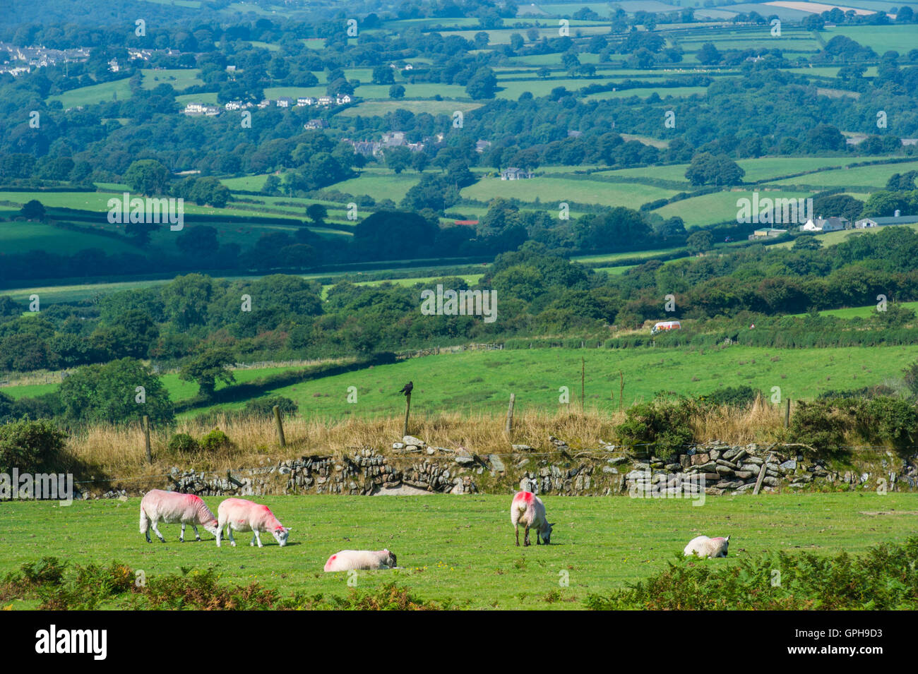 Rural landscapes in Dartmoor Stock Photo Alamy