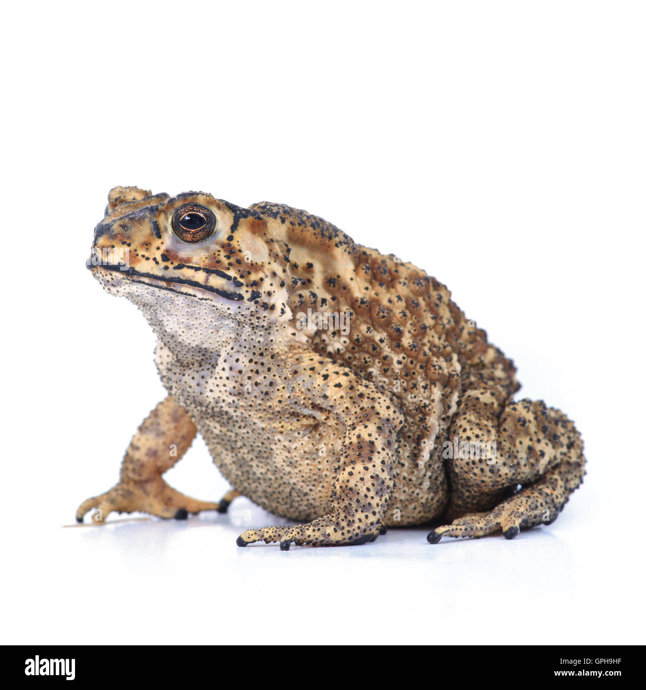 Toad jumping hi-res stock photography and images - Alamy