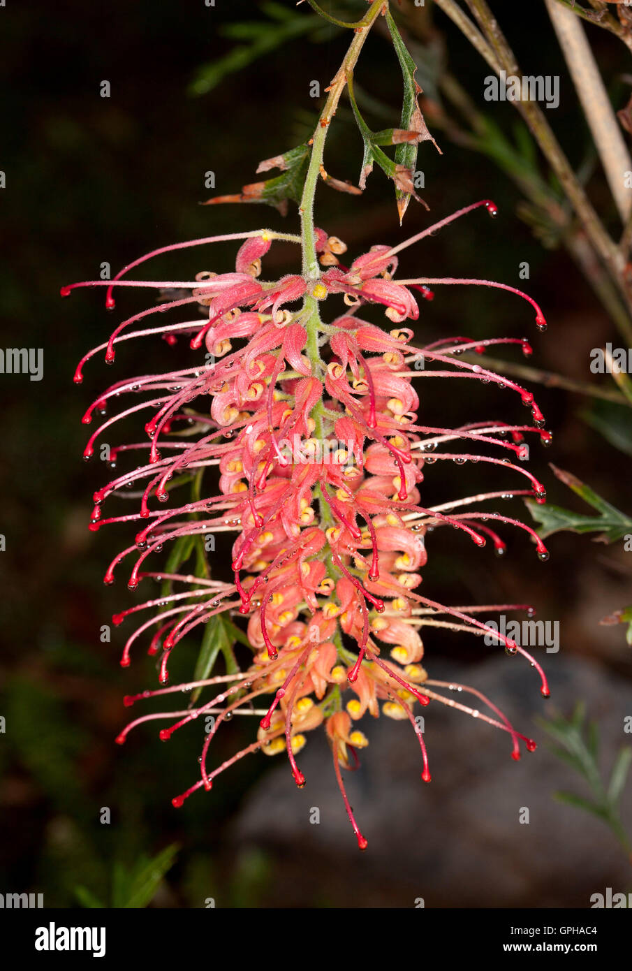Spectacular deep pink / red & yellow flower with red stamens of Grevillea Firedrops Australian native plant on dark background Stock Photo