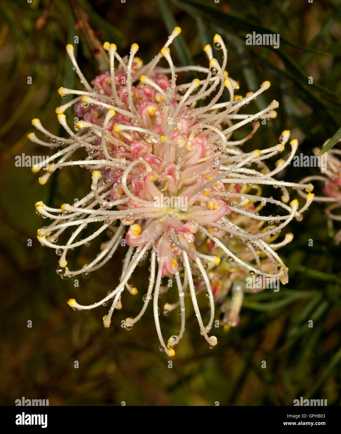 Spectacular pale pink flower of Grevillea with raindrops glittering on stamens, Australian native plant on dark background Stock Photo