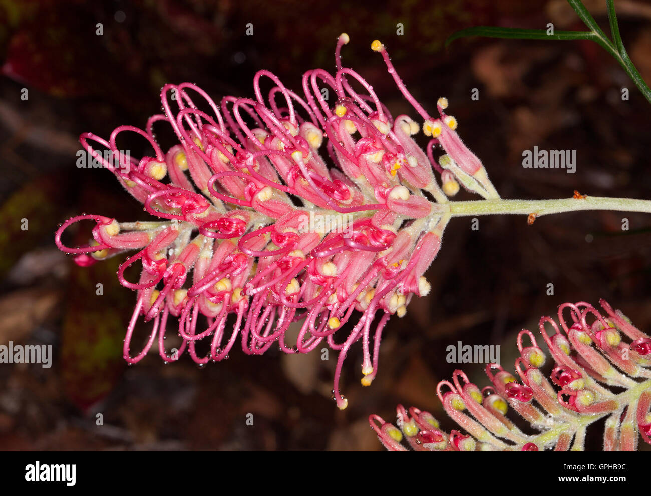 Spectacular deep pink / red flower of Grevillea Sylvia, Australian native plant on dark background Stock Photo