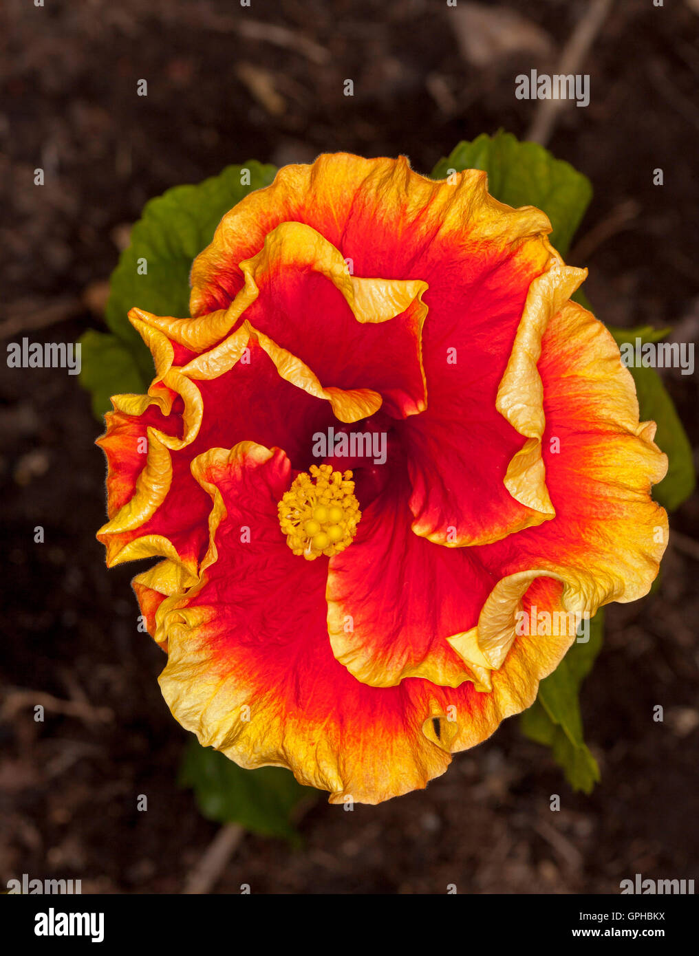 Spectacular flower of Hibiscus June's Joy with vivid red petals trimmed with orange / yellow on dark brown background Stock Photo