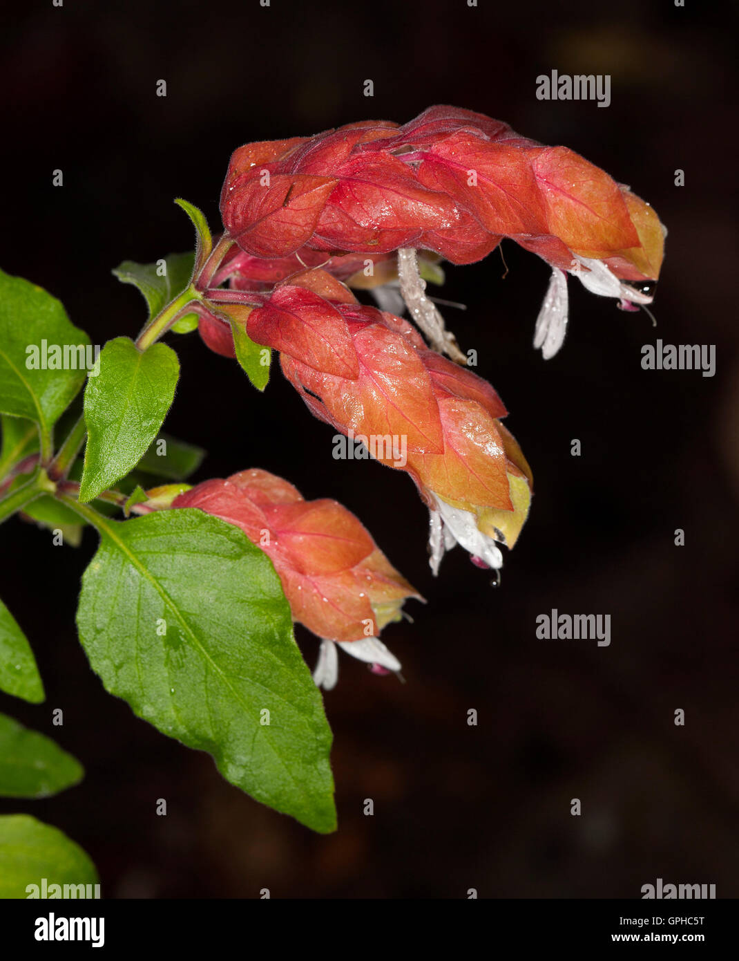 Vivid red/orange bracts, white flowers & green leaves of Justicia brandegeeana / Beloperone guttata, shrimp plant on black background Stock Photo