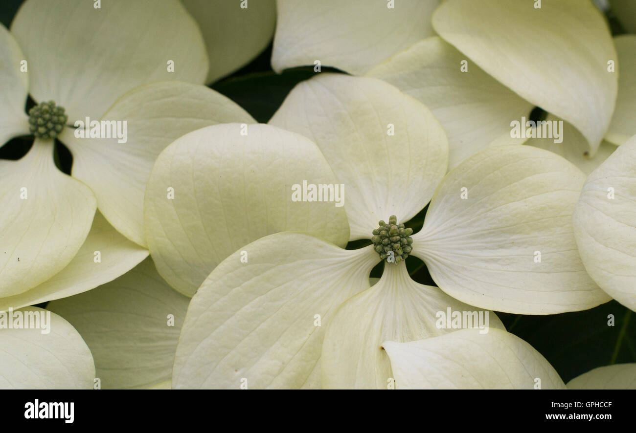 This dogwood flower pattern can be used as a wallpaper or background