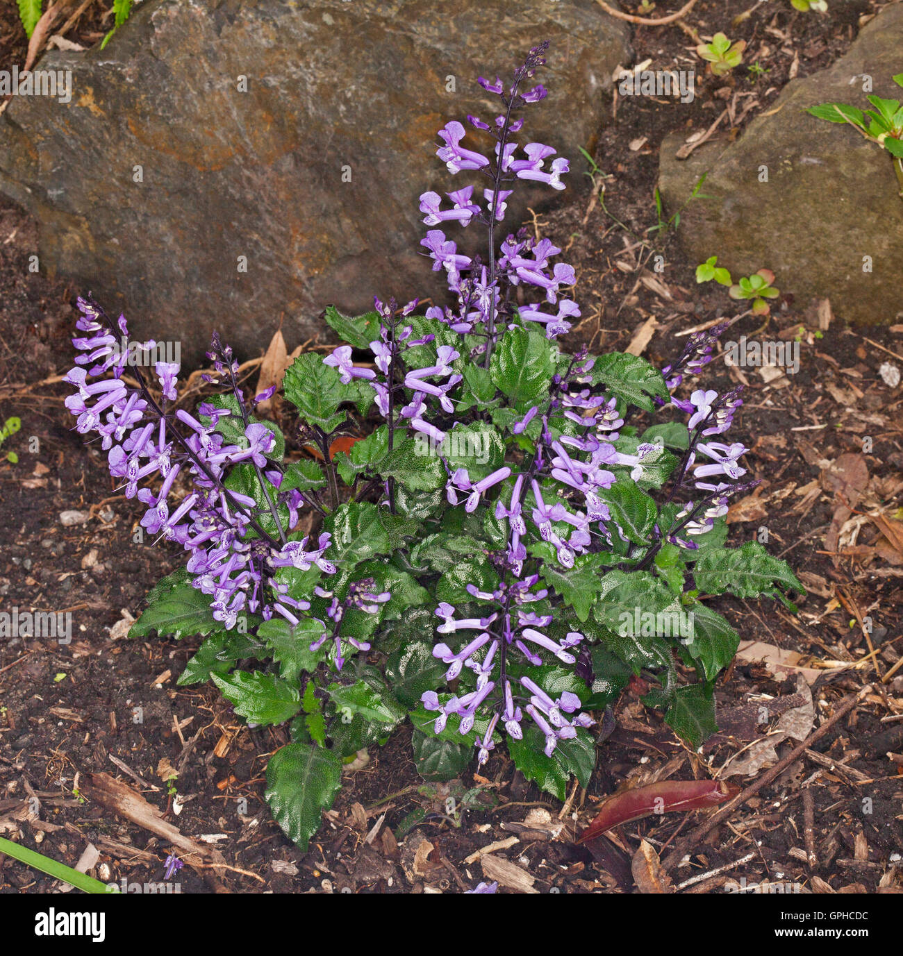 Cluster of spikes of purple flowers & deep green crinkled leaves of Plectranthus plepalila 'Mona lavender', cottage garden plant Stock Photo