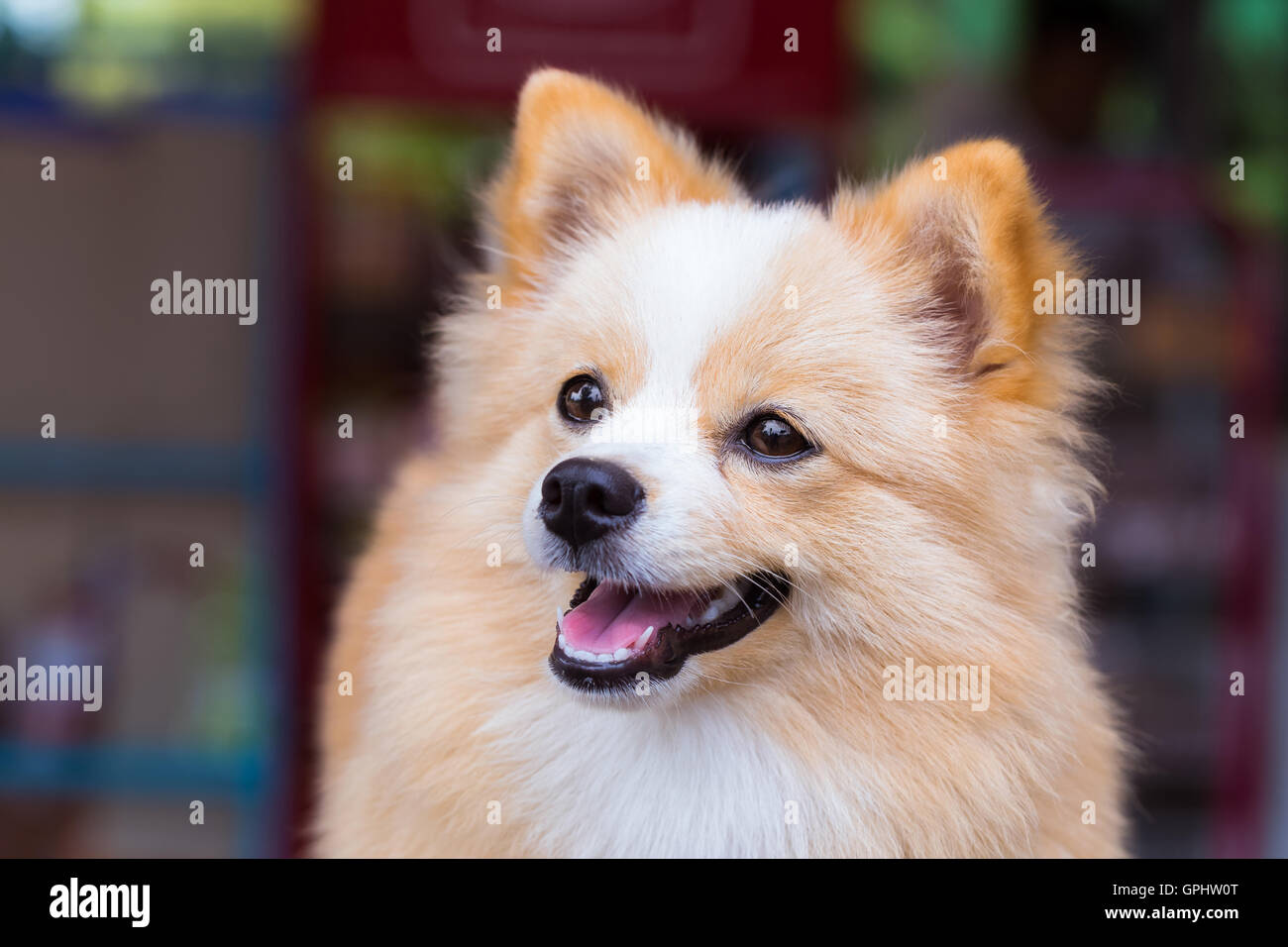 Pomeranian chihuahua hi-res stock photography and images - Alamy
