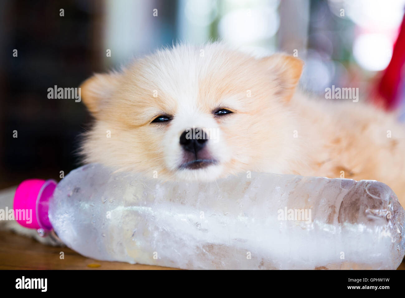 Brown Pomeranian Dog Sleeping On The Frozen Water Bottle Stock Photo Alamy
