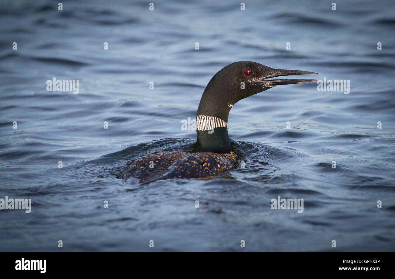 Little loon hi-res stock photography and images - Alamy