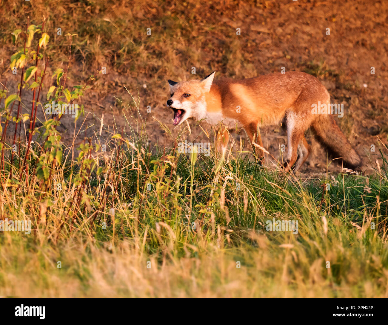 A wild Red fox (Vulpes vulpes) in defensive aggressive posture, Warwickshire Stock Photo