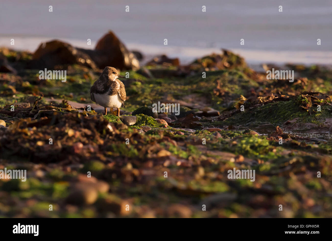 A Turnstone (Arenaria interpres) pictured in early morning sunlight along the shore of the Moray firth, Scotland Stock Photo