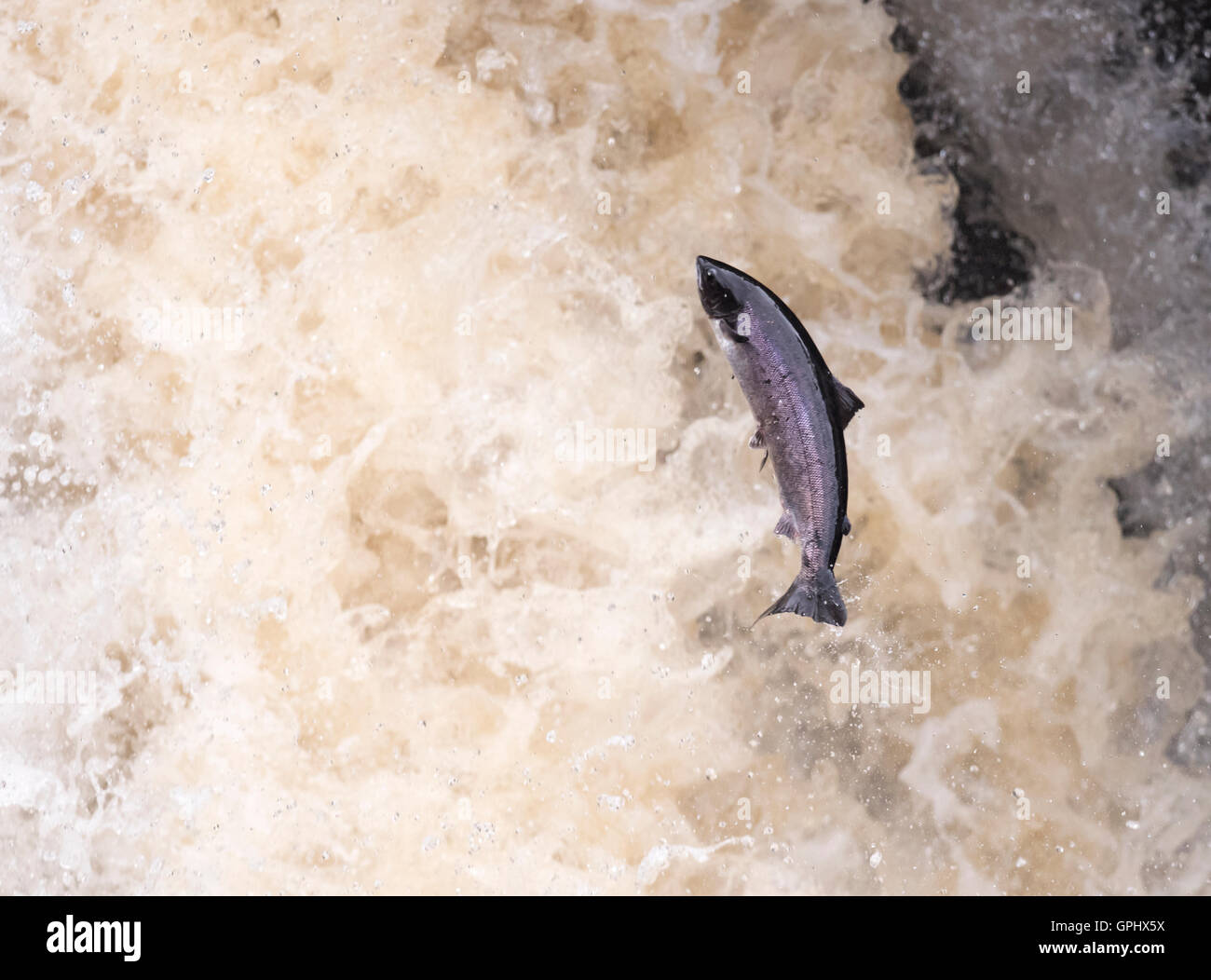 A determined Atlantic Salmon (Salmo salar) powers it's way up Rogie Falls in Scotland Stock Photo