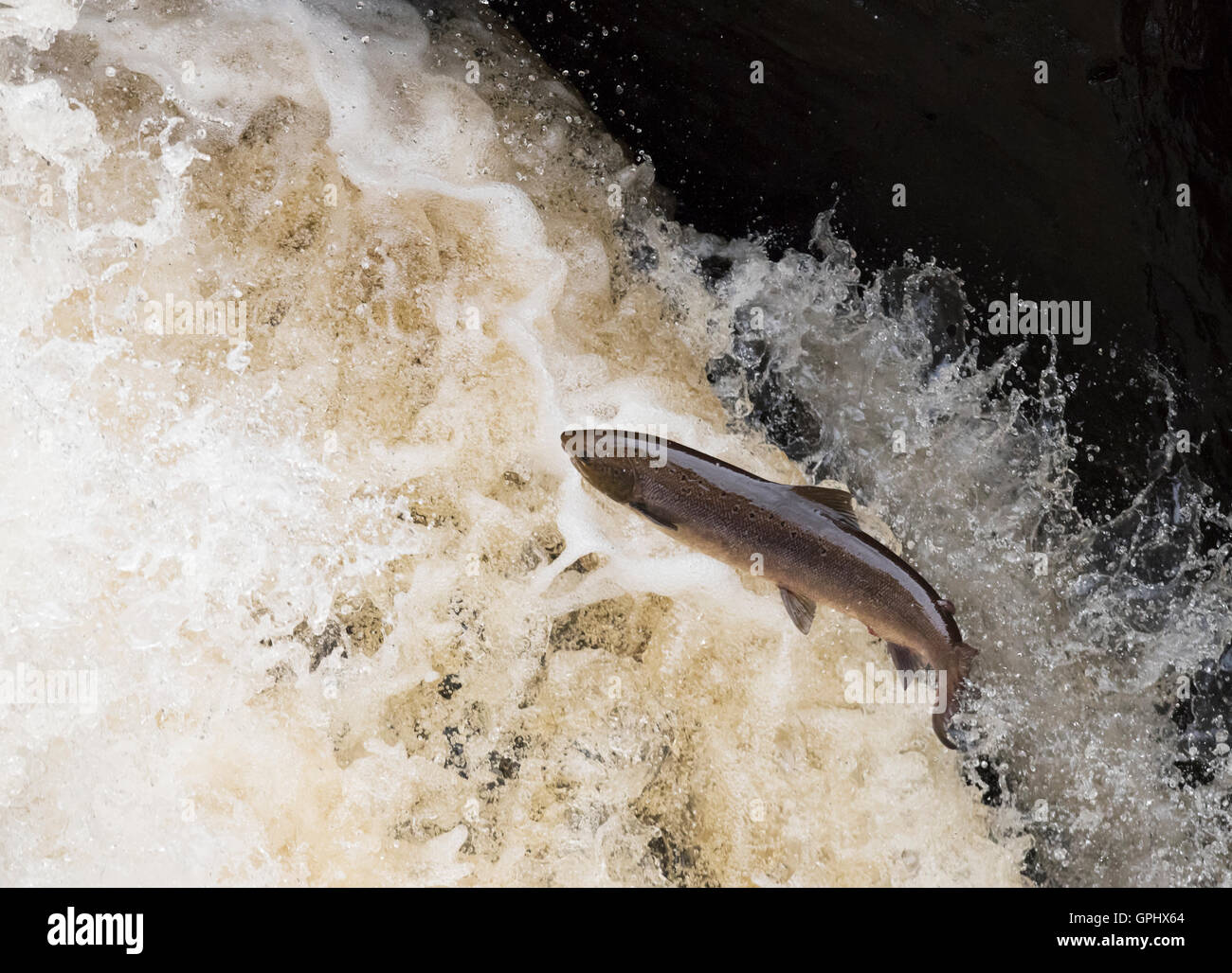 A determined Atlantic Salmon (Salmo salar) powers it's way up Rogie Falls in Scotland Stock Photo