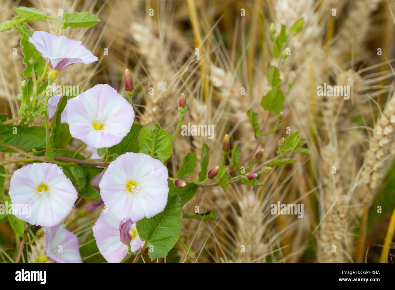 Field bindweed in wheat field Stock Photo Alamy