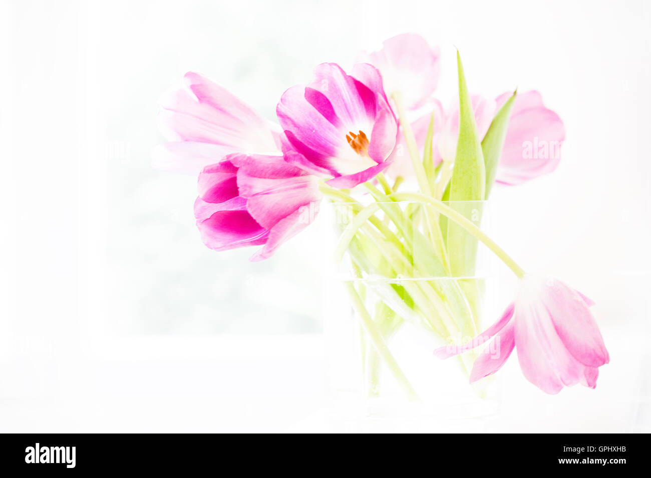 An arrangement of bright, pink tulips in a clear glass vase set against a white background. Stock Photo
