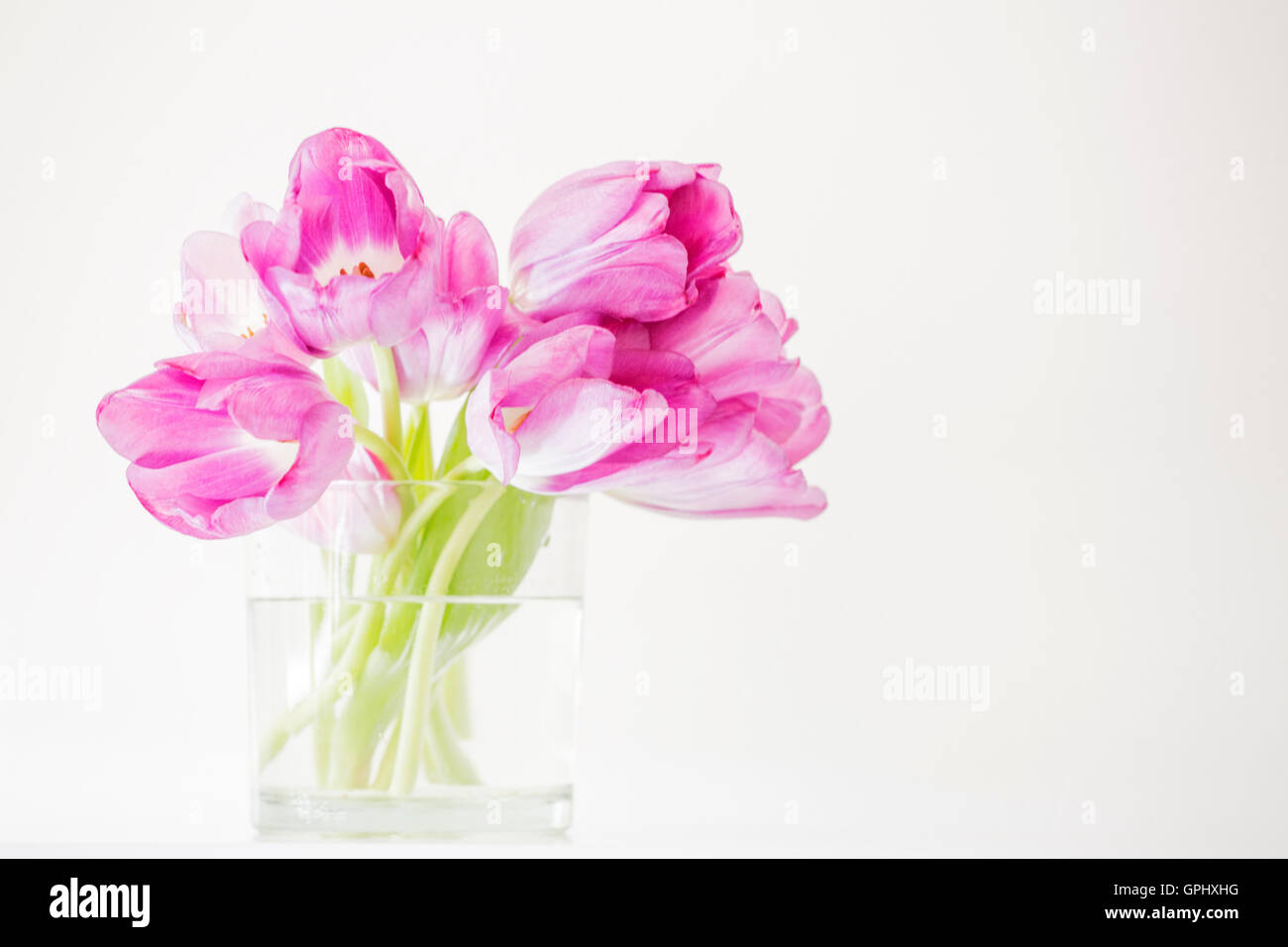 A glass vase of vibrant pink tulips set against a white background. Stock Photo