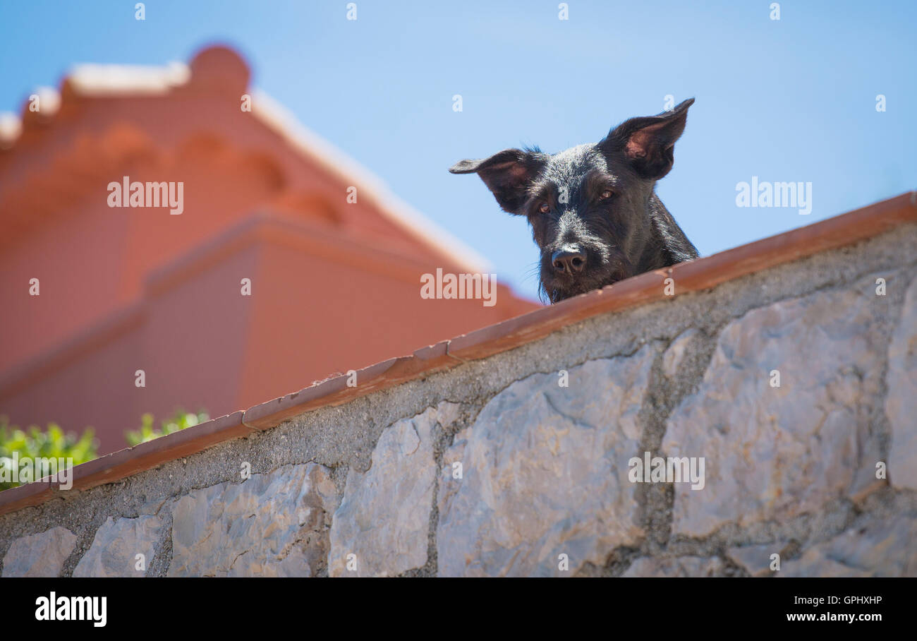 A black dog looking over a  stone wall, set against a blue sky Stock Photo