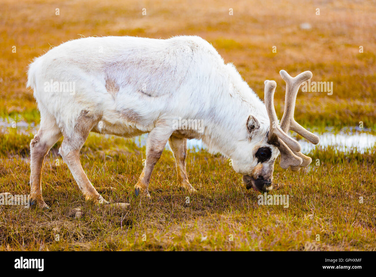 Close-up of reindeer eating at Svalbard Stock Photo