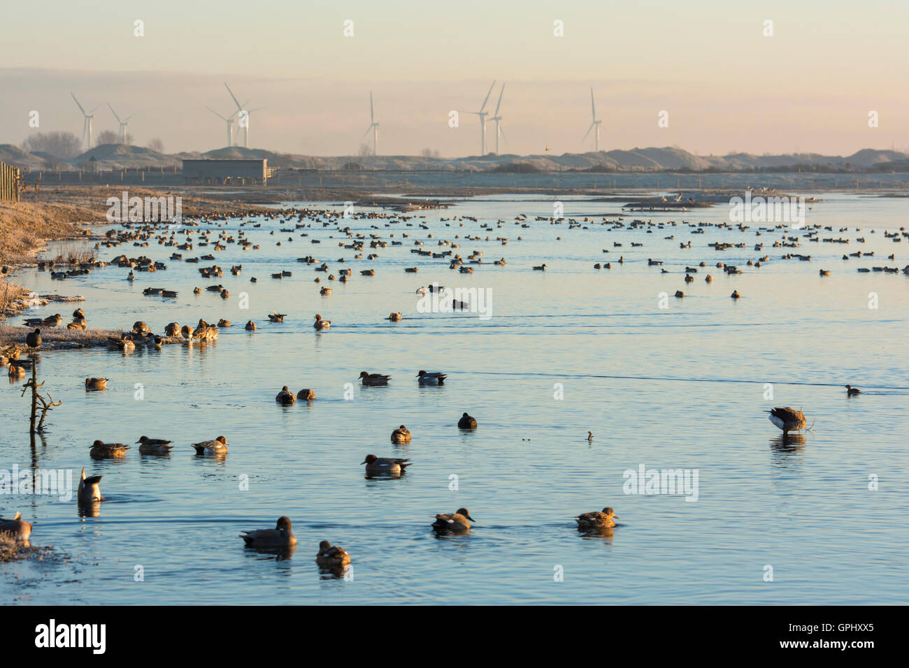 Large numbers of wildfowl on open water during winter, Rye Harbour Nature reserve, East Sussex, UK Stock Photo