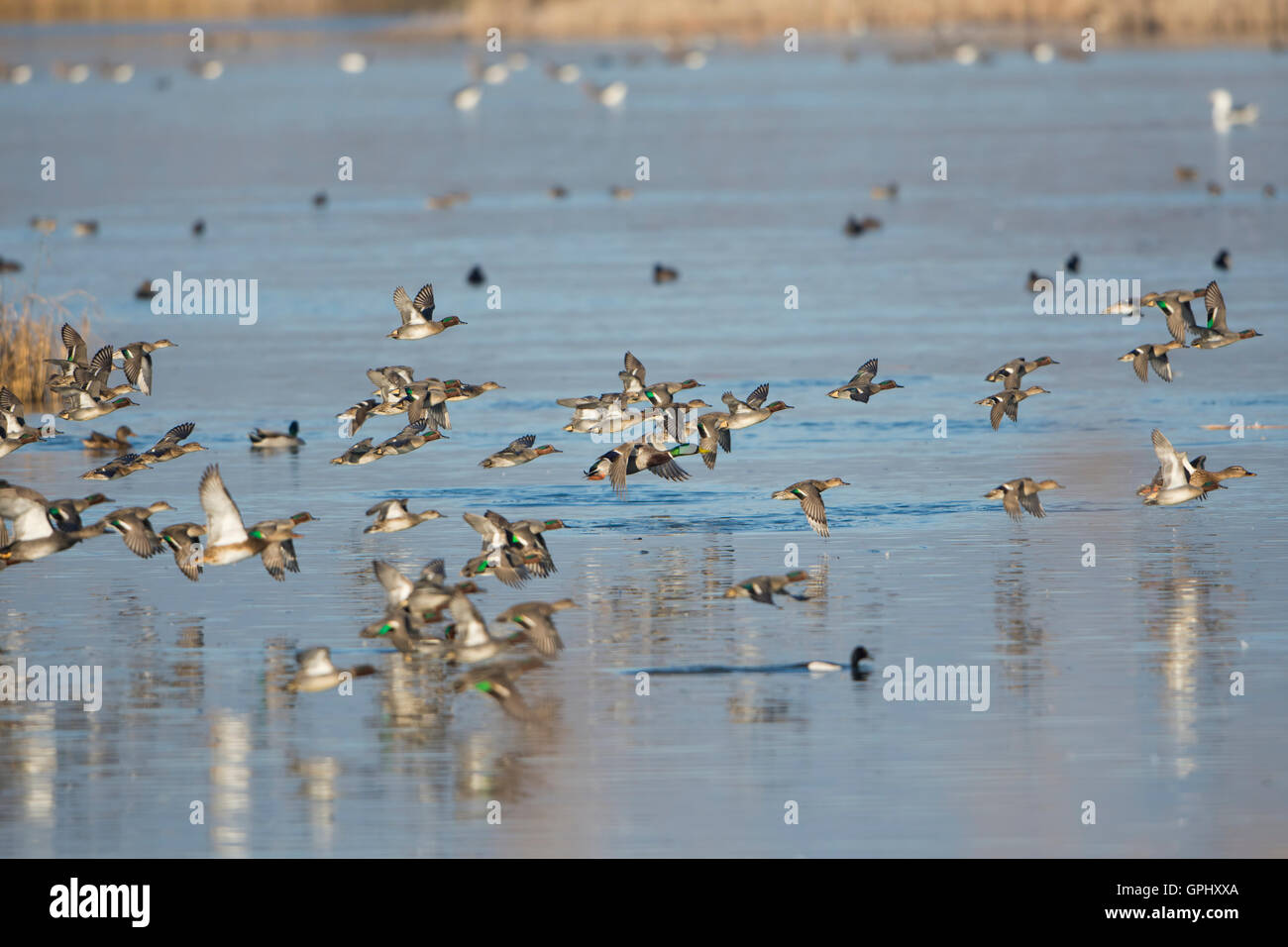 Large numbers of wildfowl on open water during winter, Rye Harbour Nature reserve, East Sussex, UK Stock Photo