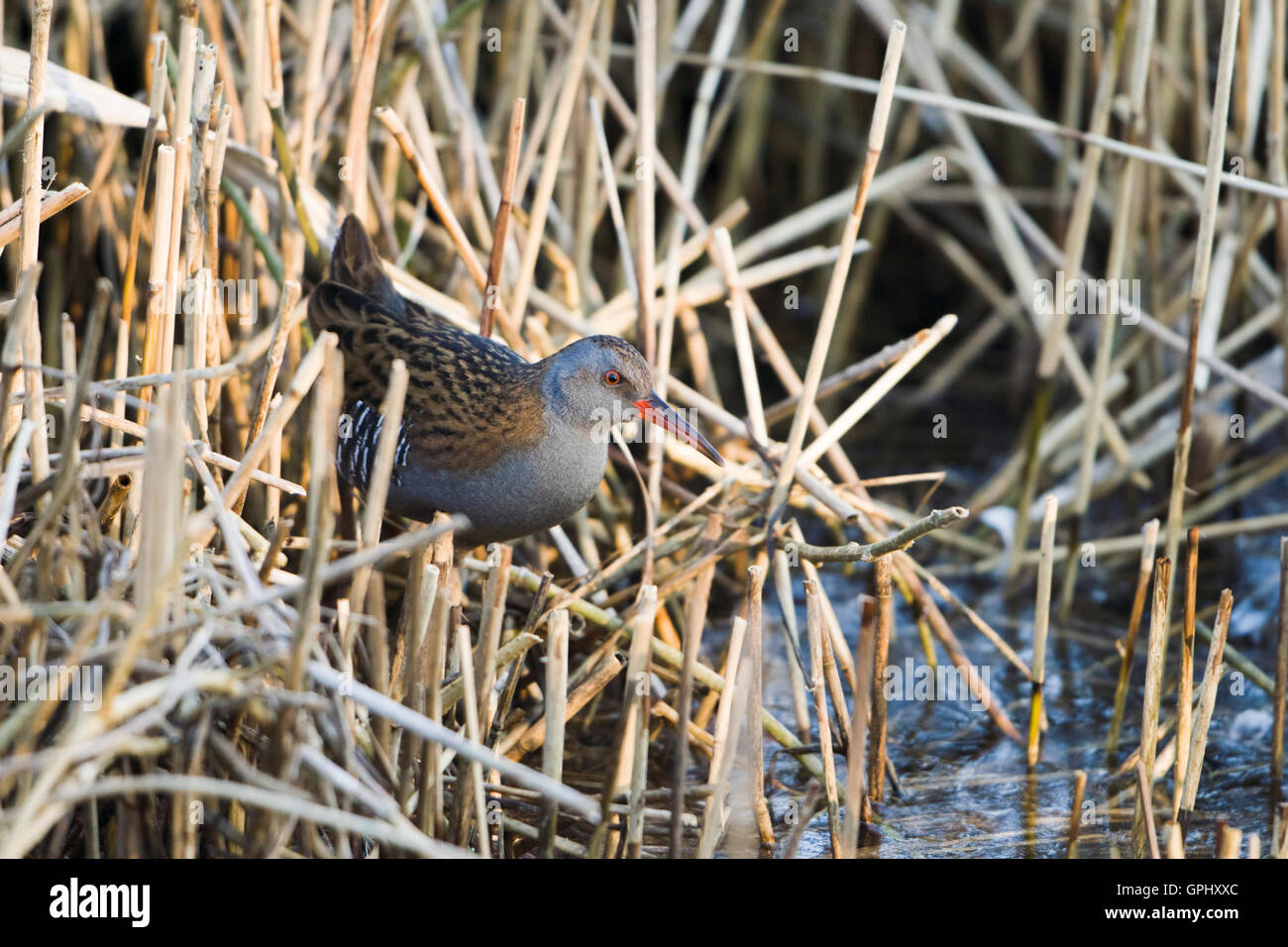 A Water Rail (Rallus aquaticus) amongst reeds in reedbed, Rye Harbour Nature Reserve, East Sussex, UK Stock Photo
